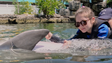 Dolphin Swimming
